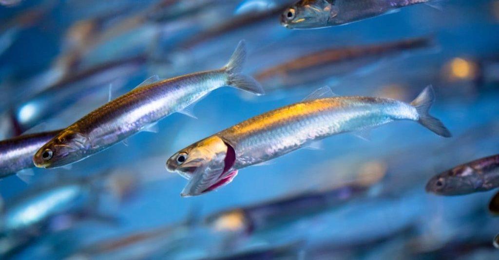 How to Farm and Care for Pacific Anchoveta Fish (Cet engraulis mysticetus)