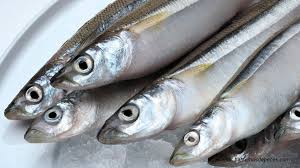 How to Farm and Care for Pacific Anchoveta Fish (Cet engraulis mysticetus)