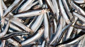 How to Farm and Care for Pacific Anchoveta Fish (Cet engraulis mysticetus)