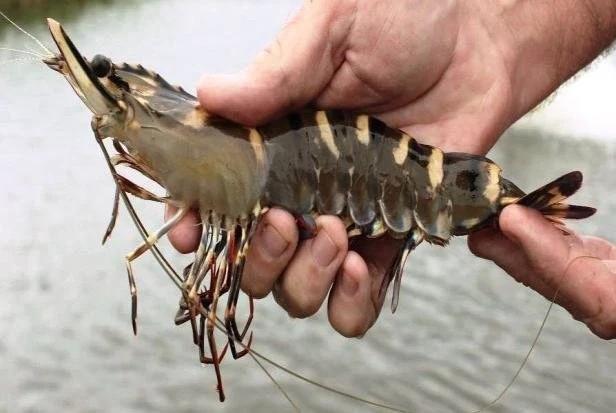 Monster Prawn How to Farm and Care for Giant Tiger Prawn (Penaeus monodon ...