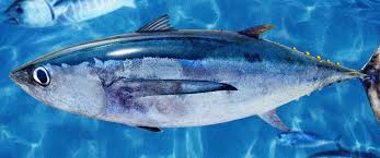 How to Farm and Care for Albacore Fish (Thunnus alalunga) - Agric4Profits