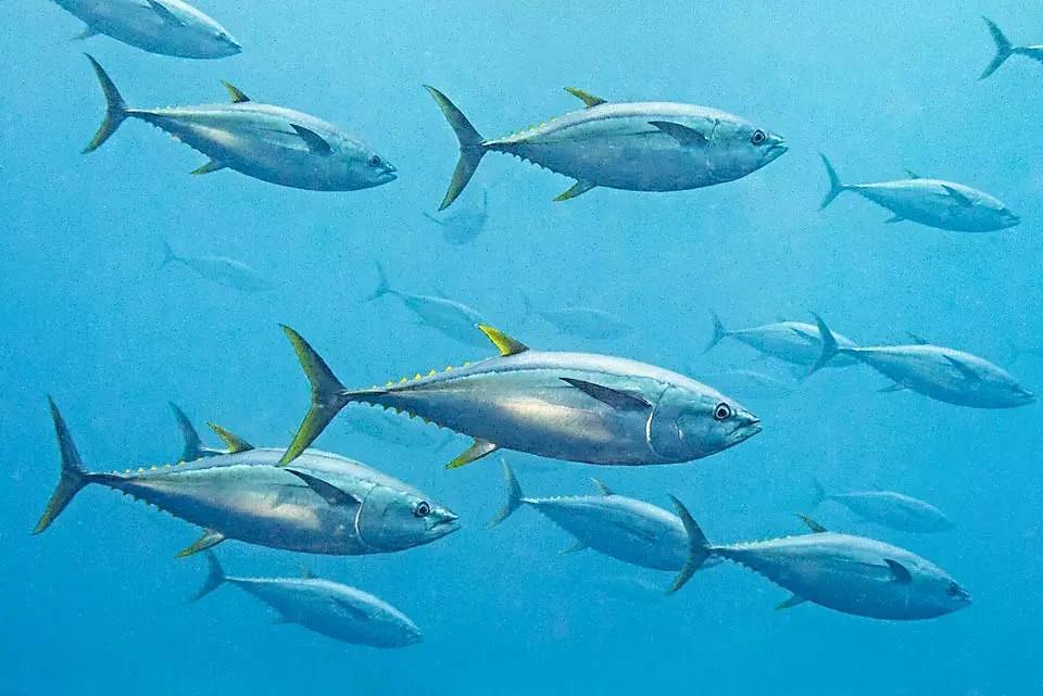 How to Farm and Care for Albacore Fish (Thunnus alalunga) - Agric4Profits
