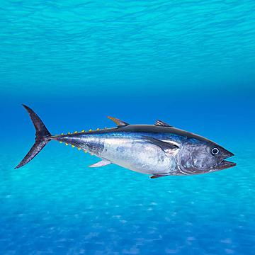 How to Farm and Care for Albacore Fish (Thunnus alalunga) - Agric4Profits