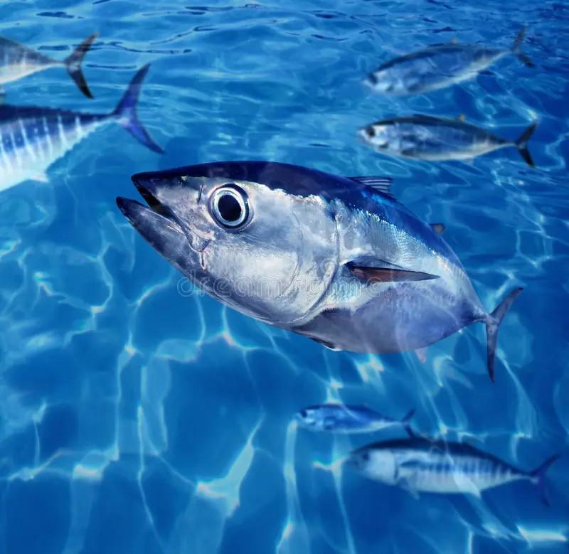 How to Farm and Care for Albacore Fish (Thunnus alalunga) - Agric4Profits