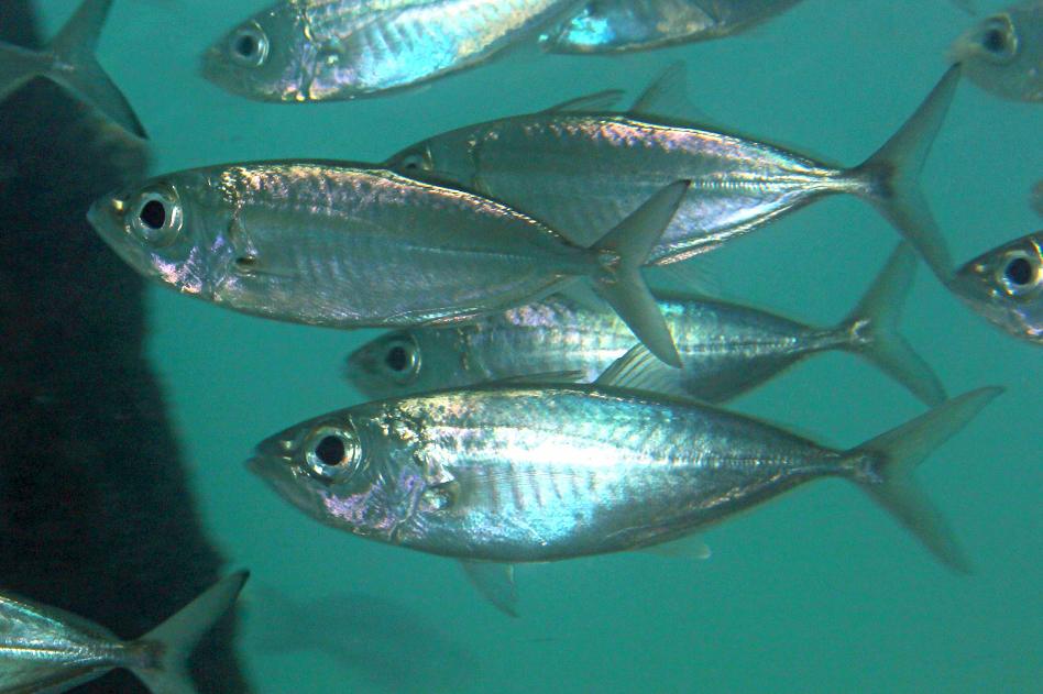 How to Farm and Care for Bigeye Scad Fish (Selar crumenophthalmus ...