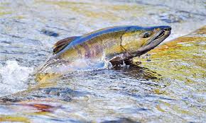 How to Farm and Care for Chum Salmon Fish (Oncorhynchus keta ...