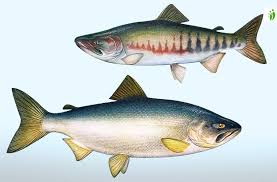 How to Farm and Care for Chum Salmon Fish (Oncorhynchus keta ...