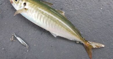 How to Farm and Care for Japanese Jack Mackerel Fish (Trachurus japonicus)