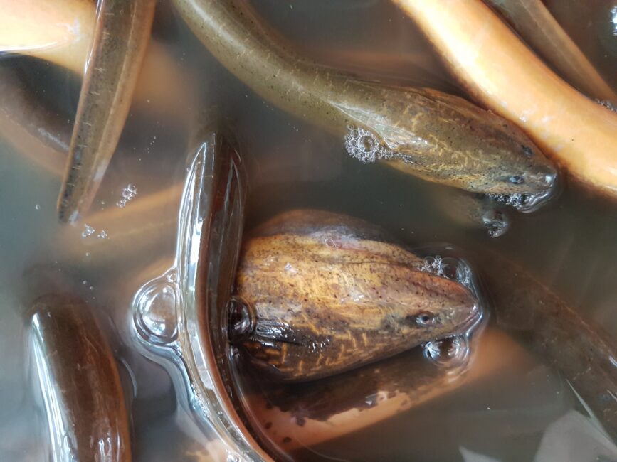 How to Farm and Care for Asian Swamp eel (Monopterus albus) How to Farm and Care for Asian Swamp eel (Monopterus albus)