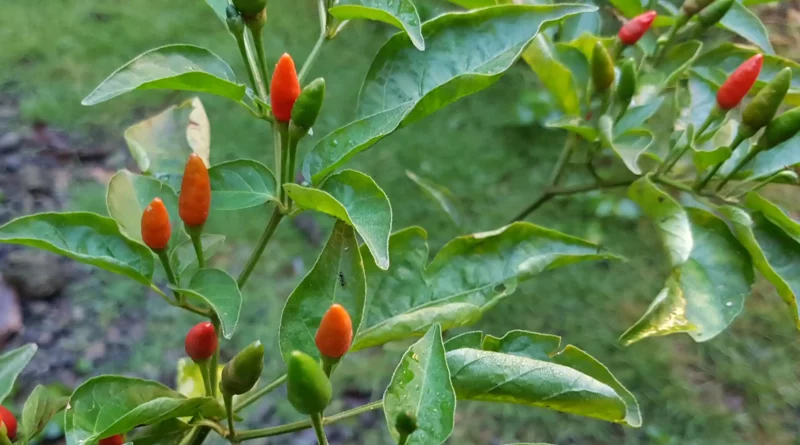 16 Medicinal Health Benefits Of Siling Labuyo (Bird's Eye Chili)