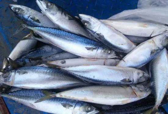 How to Farm and Care for Chub Mackerel Fish (Scomber Japonicus) How to Farm and Care for Chub Mackerel Fish (Scomber Japonicus)