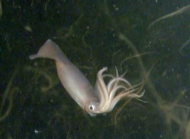 How to Farm and Care for Jumbo Flying Squid (Dosidicus gigas)