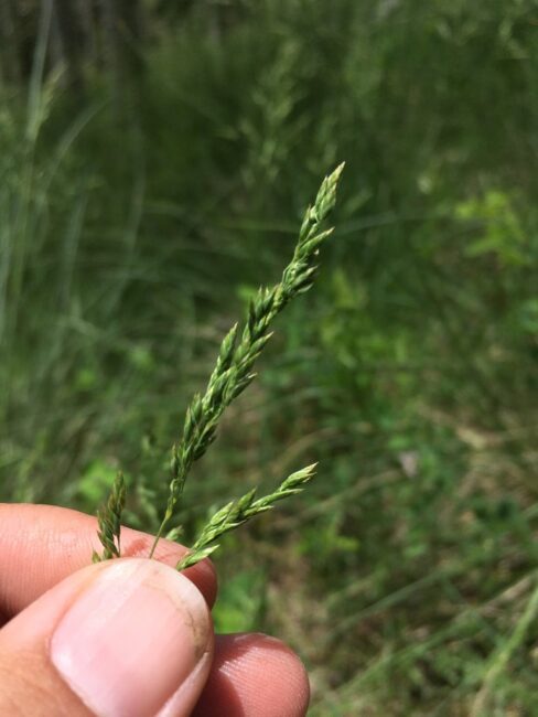 How To Grow, Use and Care For Thurber's Fescue Grass (Festuca Thurberi)