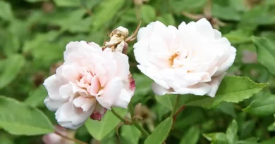 17 Medicinal Health Benefits Of Rosa × odorata (Tea Rose)