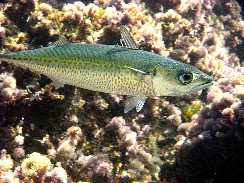 How to Farm and Care for Chub Mackerel Fish (Scomber Japonicus) How to Farm and Care for Chub Mackerel Fish (Scomber Japonicus)
