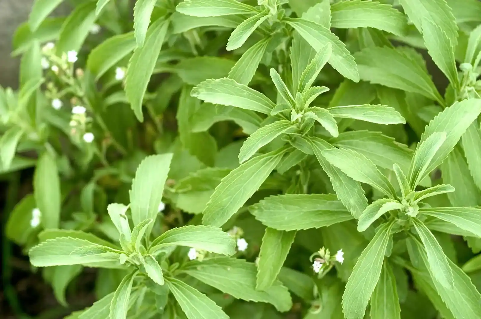 10 Medicinal Health Benefits Of Stevia rebaudiana (Sweet leaf)