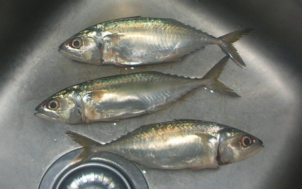 How to Farm and Care for Short Mackerel Fish (Rastrelliger brachysoma)