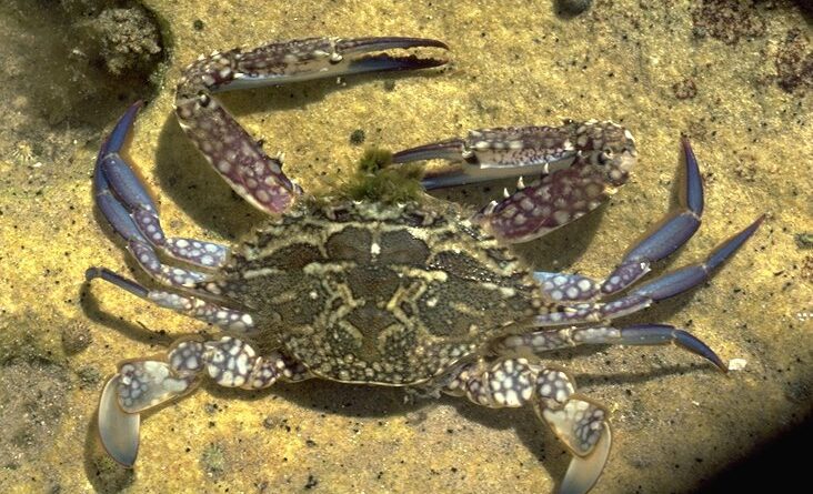 How to Farm and Care for Blue Swimming Crab (Portunus pelagicus)