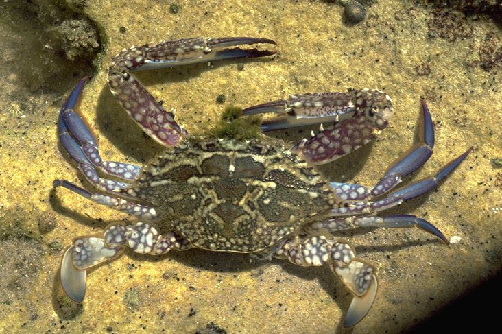 How to Farm and Care for Blue Swimming Crab (Portunus pelagicus)