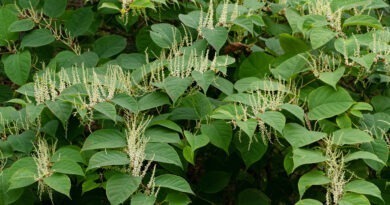 16 Medicinal Health Benefits Of Reynoutria japonica (Japanese Knotweed)