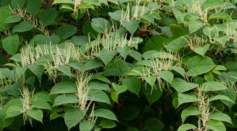 16 Medicinal Health Benefits Of Reynoutria japonica (Japanese Knotweed)