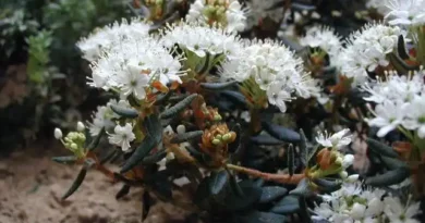 15 Medicinal Health Benefits Of Rhododendron tomentosum (Lapland Rosebay)