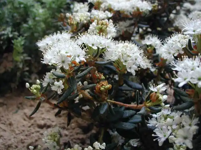 15 Medicinal Health Benefits Of Rhododendron tomentosum (Lapland Rosebay)