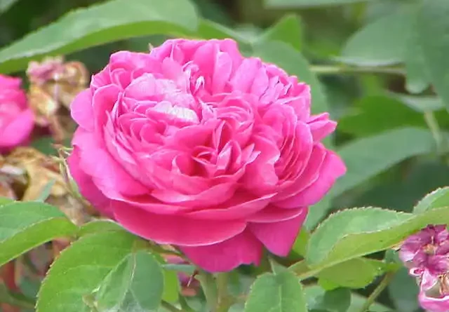 14 Medicinal Health Benefits Of Rosa × damascena (Damask Rose)