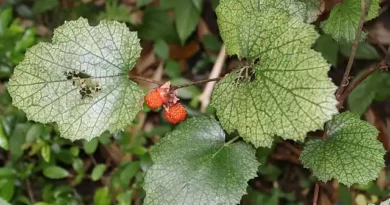 17 Medicinal Health Benefits Of Rubus sieboldii (Siebold's Bramble)