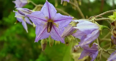 16 Medicinal Health Benefits Of Solanum paniculatum (Jurubeba)