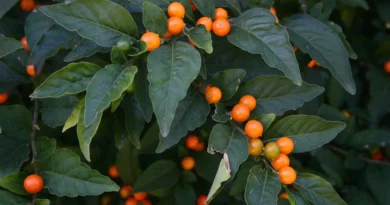 16 Medicinal Health Benefits Of Solanum pseudocapsicum (Jerusalem Cherry)