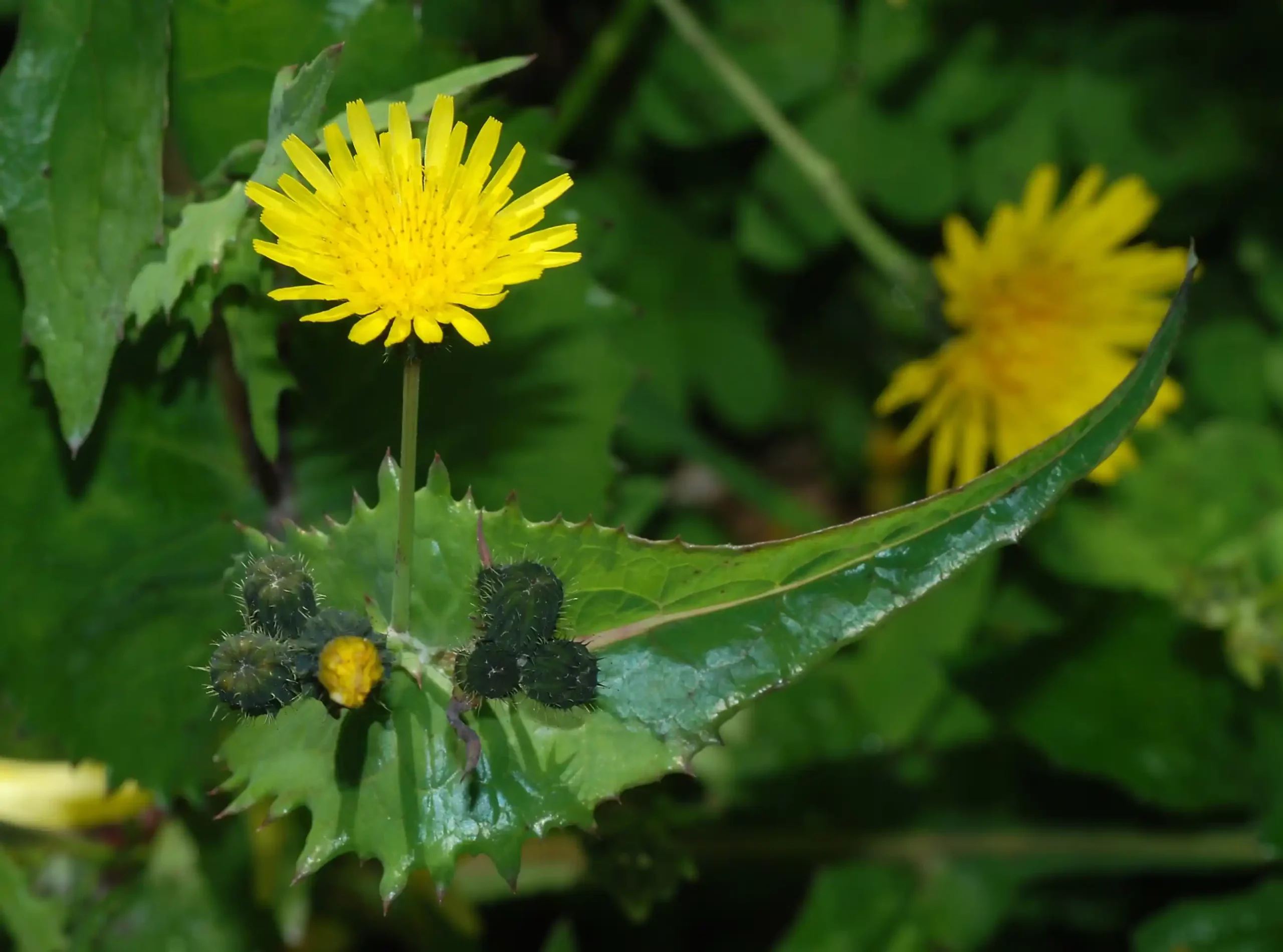 16 Medicinal Health Benefits Of Sonchus oleraceus (Sow Thistle)