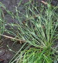 How To Grow, Use and Care For Toad Rush (Juncus Bufonius)