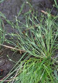 How To Grow, Use and Care For Toad Rush (Juncus Bufonius)