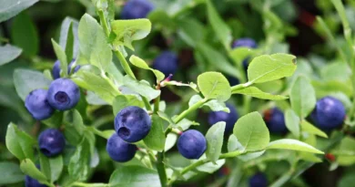 5 Medicinal Health Benefits Of Vaccinium myrtillus (Bilberry)