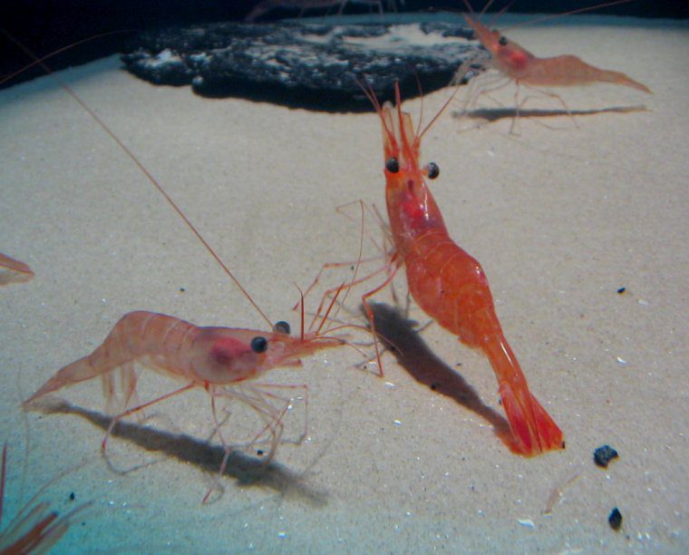 How to Farm and Care for Northern Prawn (Pandalus borealis)