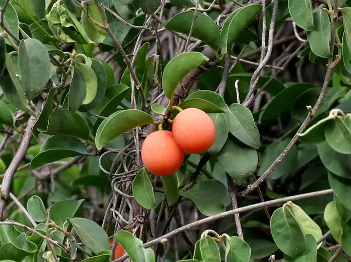 10 Medicinal Health Benefits Of Ximenia Americana (Tallowwood)