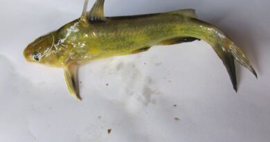 How to Farm and Care for Yellowhead Catfish (Tachysurus fulvidraco)