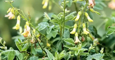 15 Medicinal Health Benefits of Astragalus (Milkvetch)