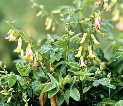 15 Medicinal Health Benefits of Astragalus (Milkvetch)