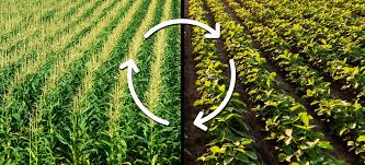 The Process of Crop Rotation and It's Benefits The Process of Crop Rotation and It's Benefits