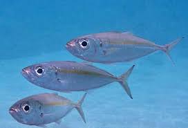 How to Farm and Care for Bigeye Scad Fish (Selar crumenophthalmus)