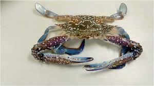 How to Farm and Care for Blue Swimming Crab (Portunus pelagicus)