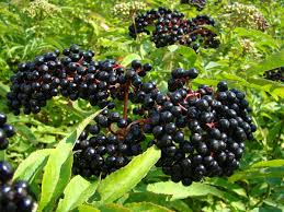 16 Medicinal Health Benefits Of Sambucus (Elderberry)