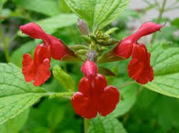 15 Medicinal Health Benefits Of Salvia microphylla (Blackcurrant Sage)