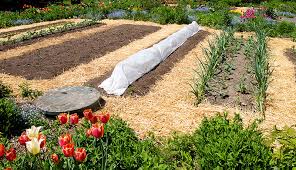Guide on How to Start a No-till Garden Guide on How to Start a No-till Garden