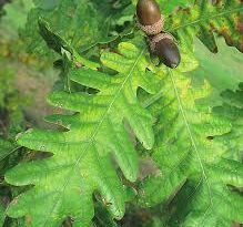 15 Medicinal Health Benefits Of Quercus brantii (Persian Oak)