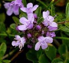 Thyme Stamens: Economic Importance, Uses, and By-Products