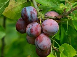 18 Medicinal Health Benefits Of Plum (Prunus domestica)