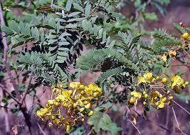 16 Medicinal Health Benefits Of Senna auriculata (Tanner's Cassia)
